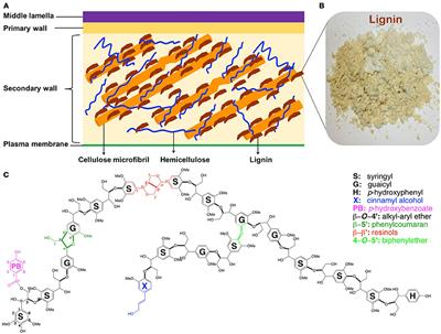 Current Understanding of the Correlation of Lignin Structure with Biomass Recalcitrance